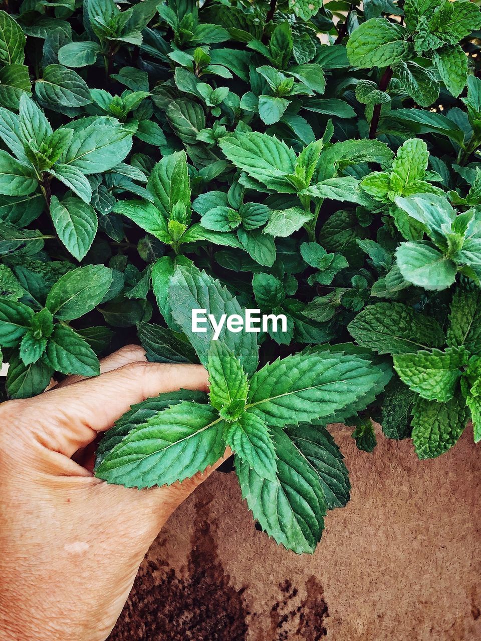 Cropped hand holding plant 