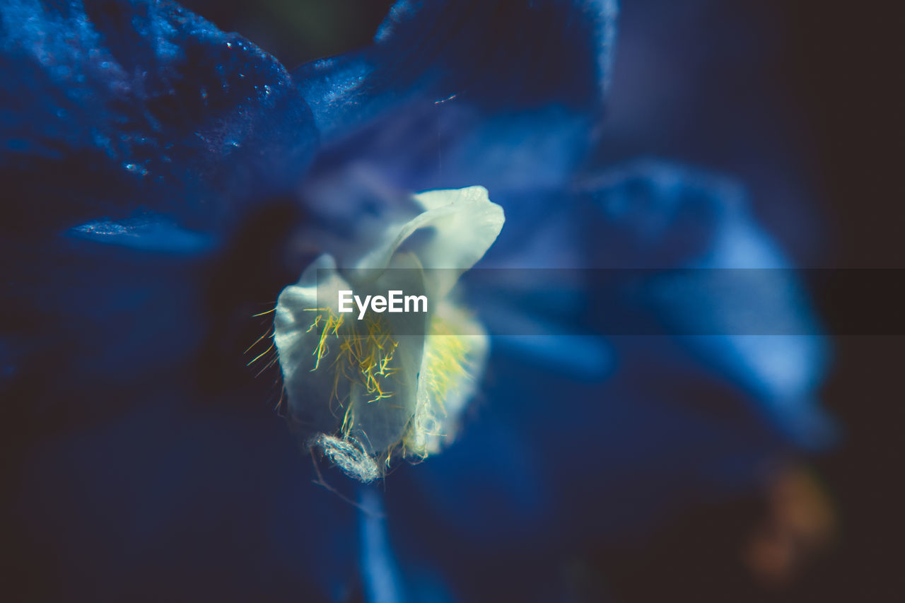 Close-up of blue flowering plant