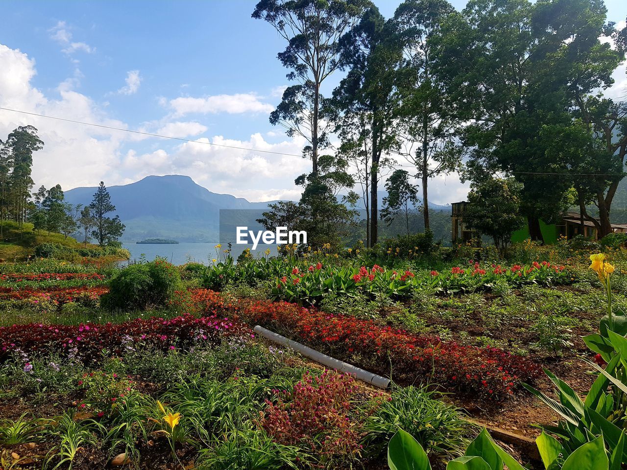 Scenic view of flowering plants and trees on field against sky