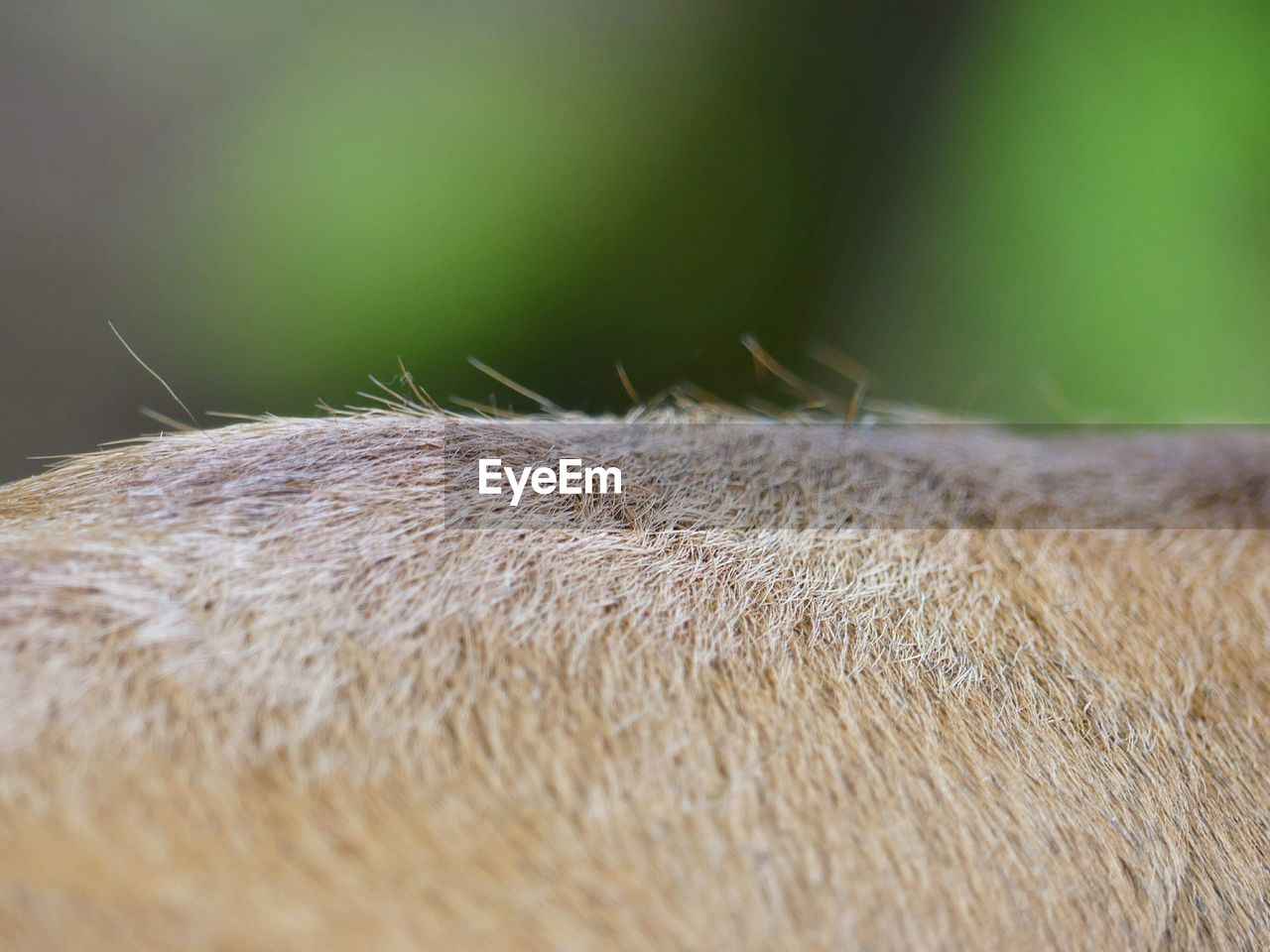 MACRO SHOT OF A RABBIT