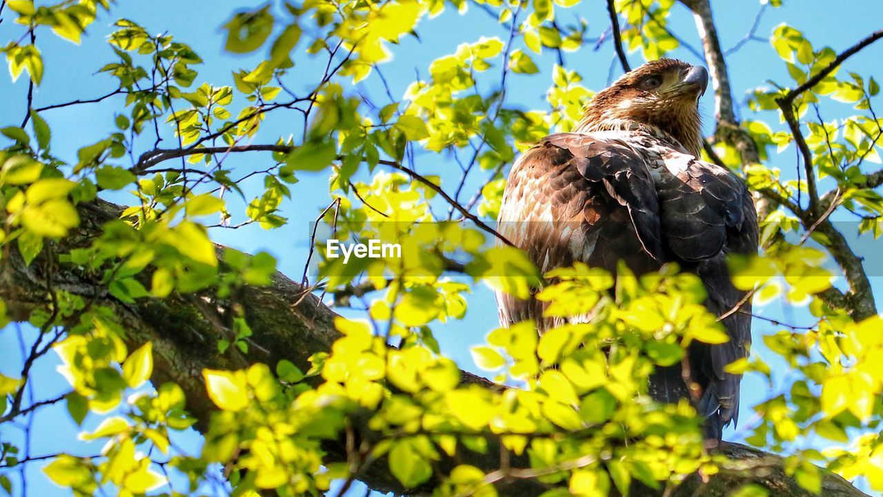 LOW ANGLE VIEW OF BIRD PERCHING ON BRANCH