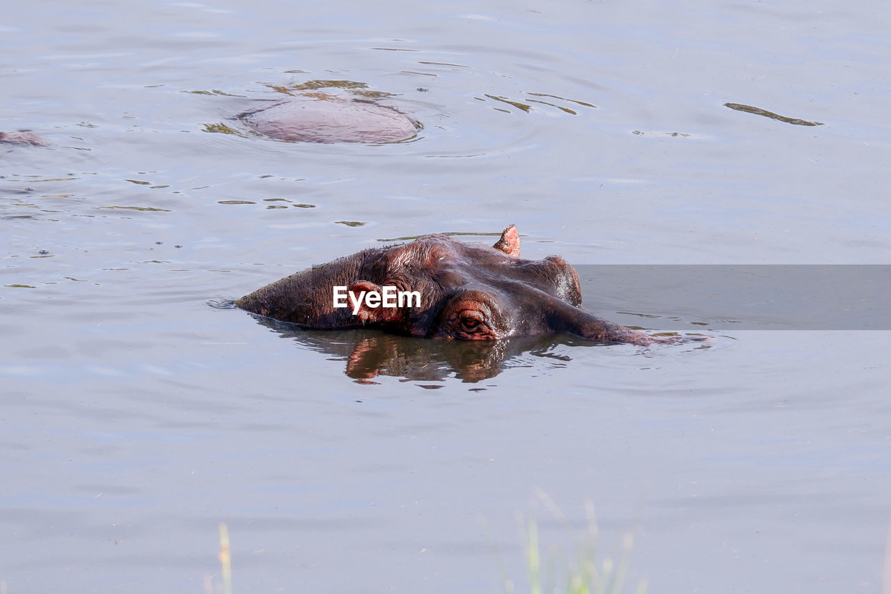 Hippo sits mostly submerged in a river on a summer day in the maasai mara