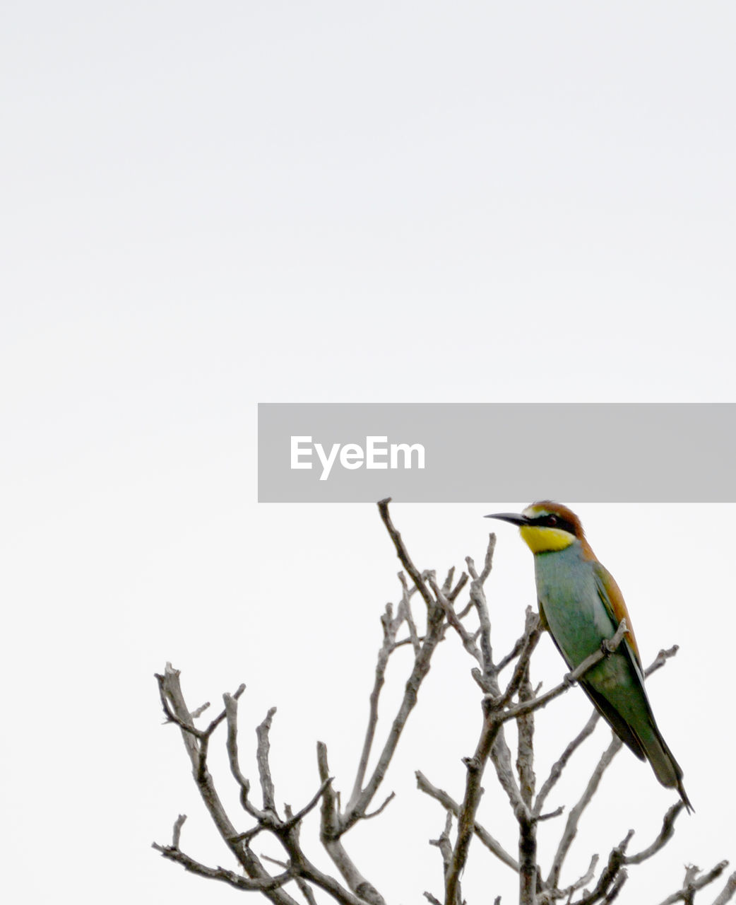 Bird perching on bare tree against clear sky