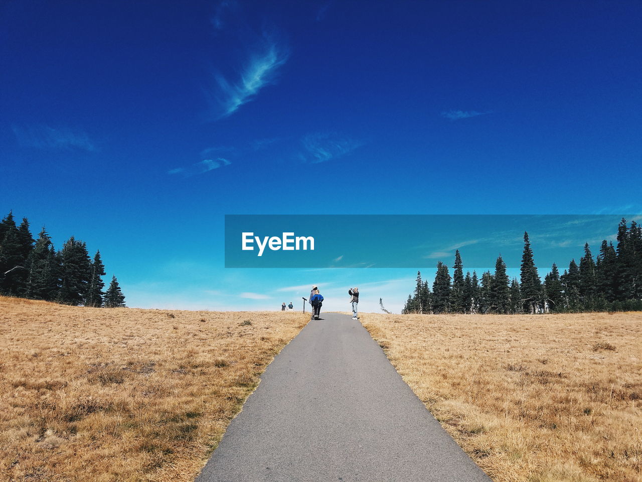 Road amidst field against sky at olympic national park