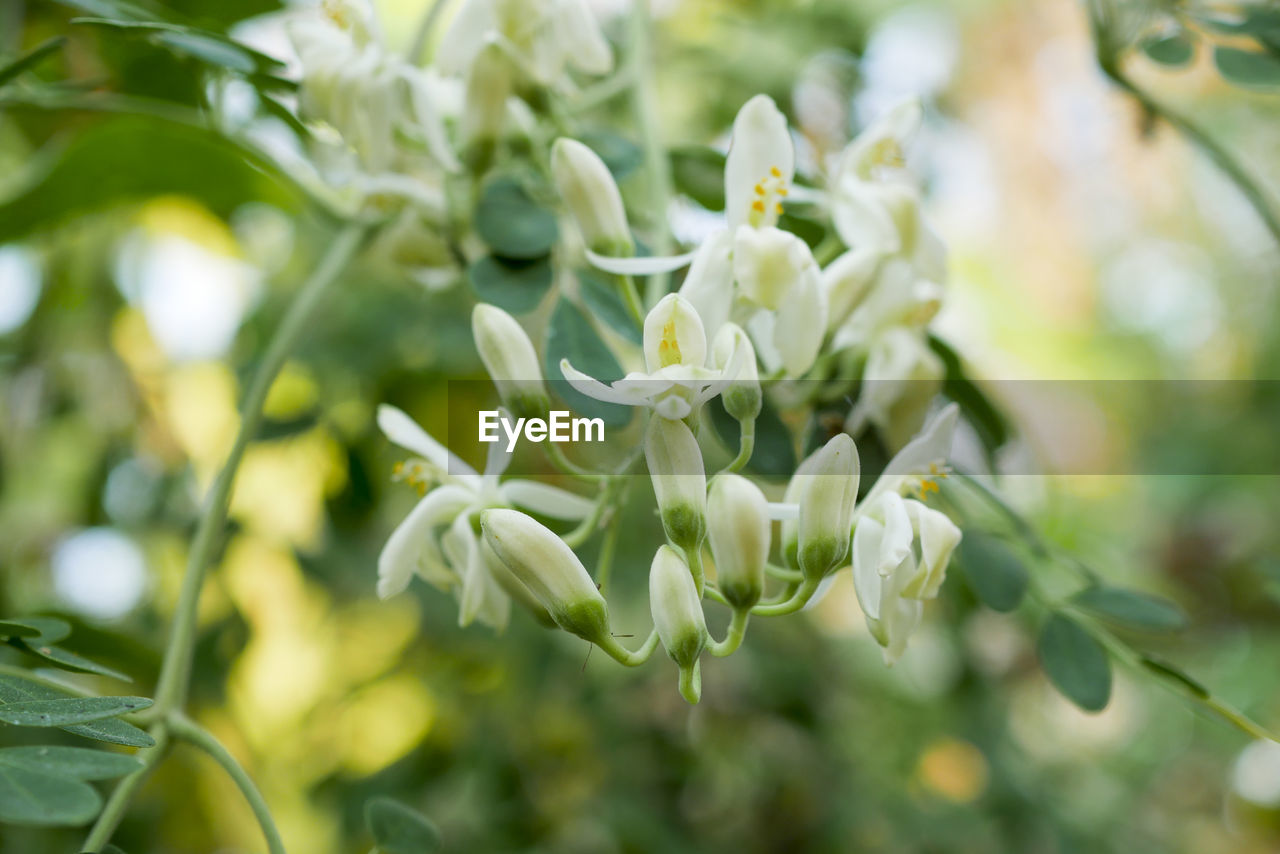 Close-up of white flowering plant