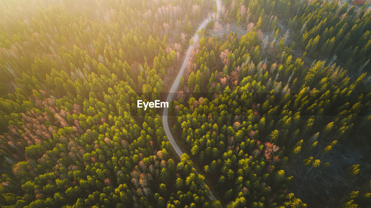 Beautiful panoramic view of sunset over the forest 