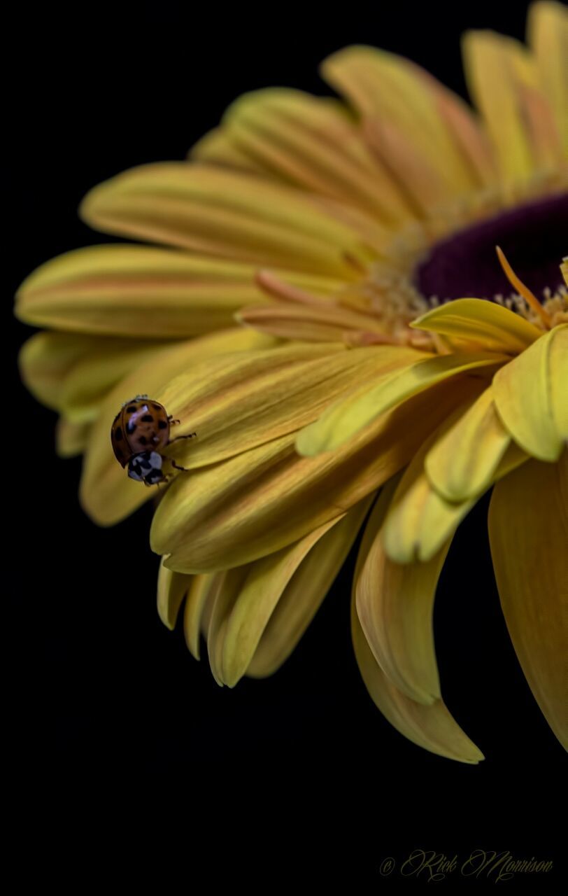 Ladybug perching on yellow flower against black