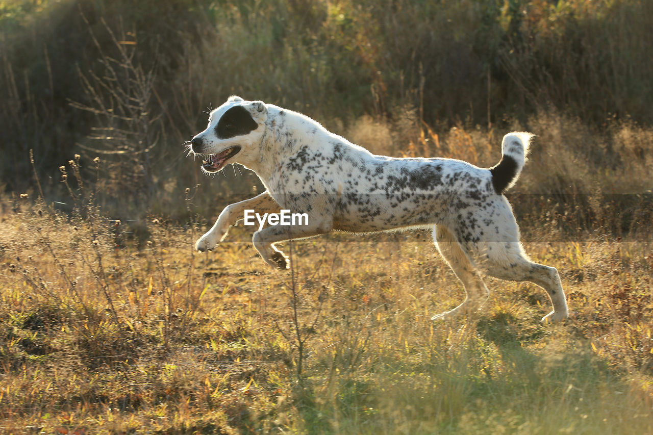 SIDE VIEW OF DOG RUNNING ON LAND