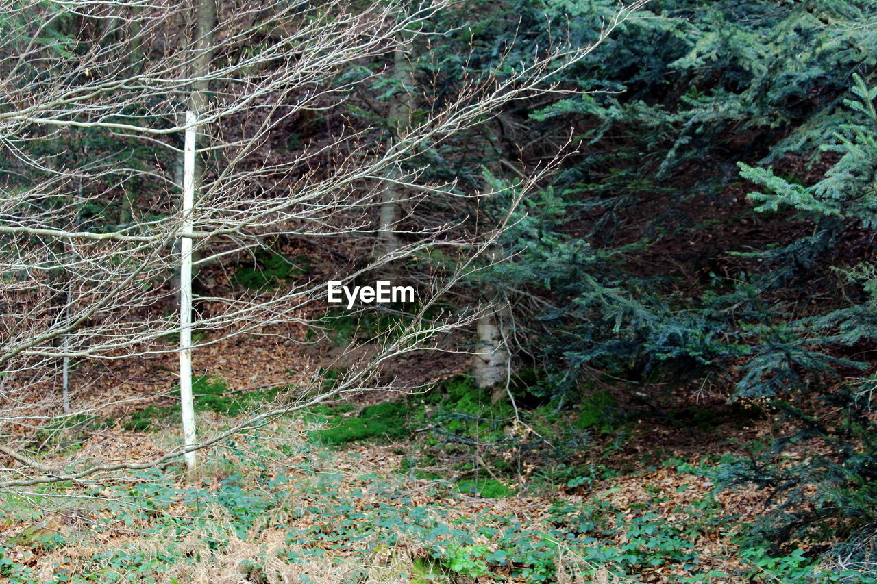 HIGH ANGLE VIEW OF TREES ON FIELD