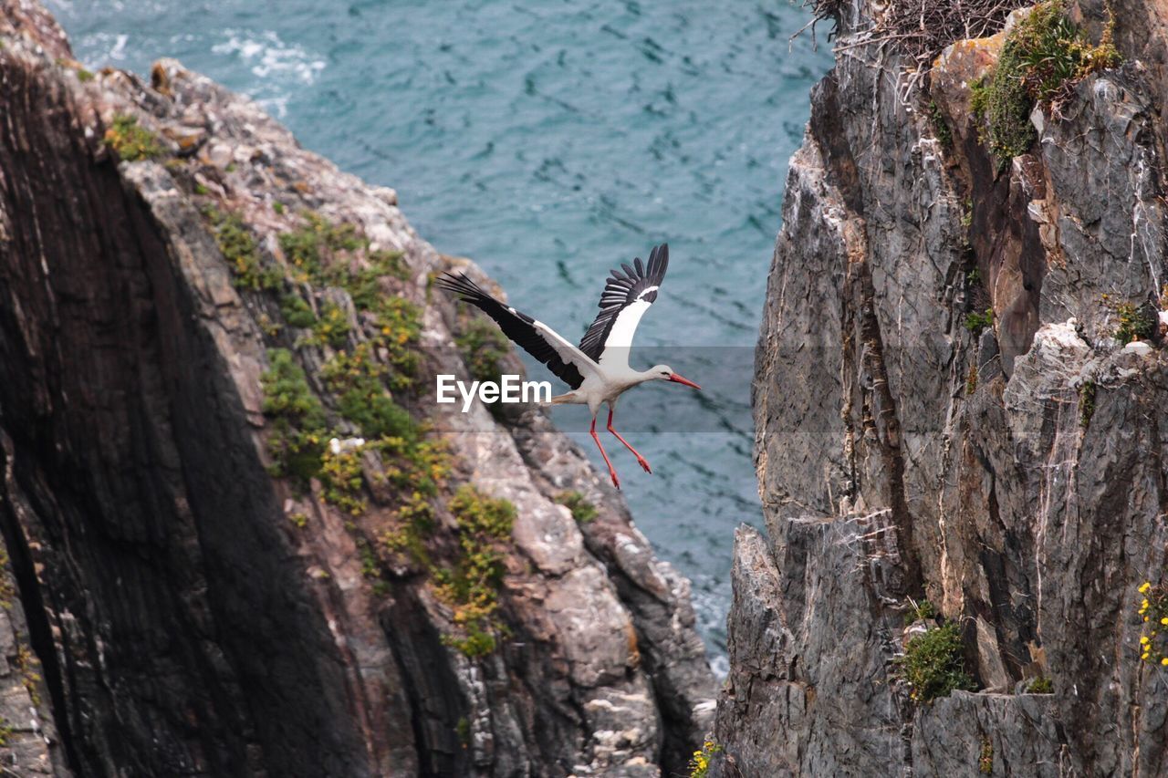 Low angle view of storks flying over rocks