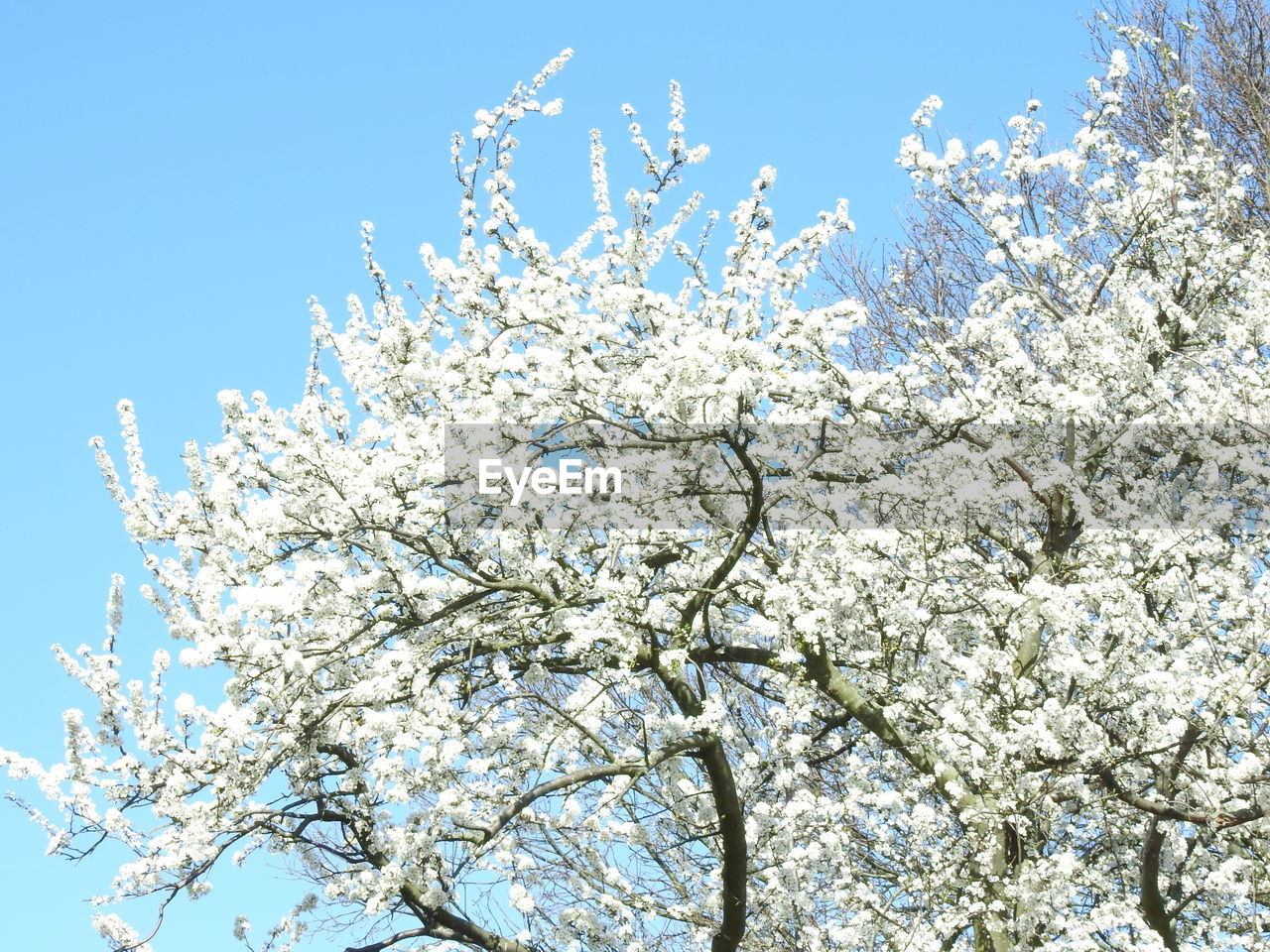 LOW ANGLE VIEW OF CHERRY BLOSSOMS AGAINST CLEAR SKY