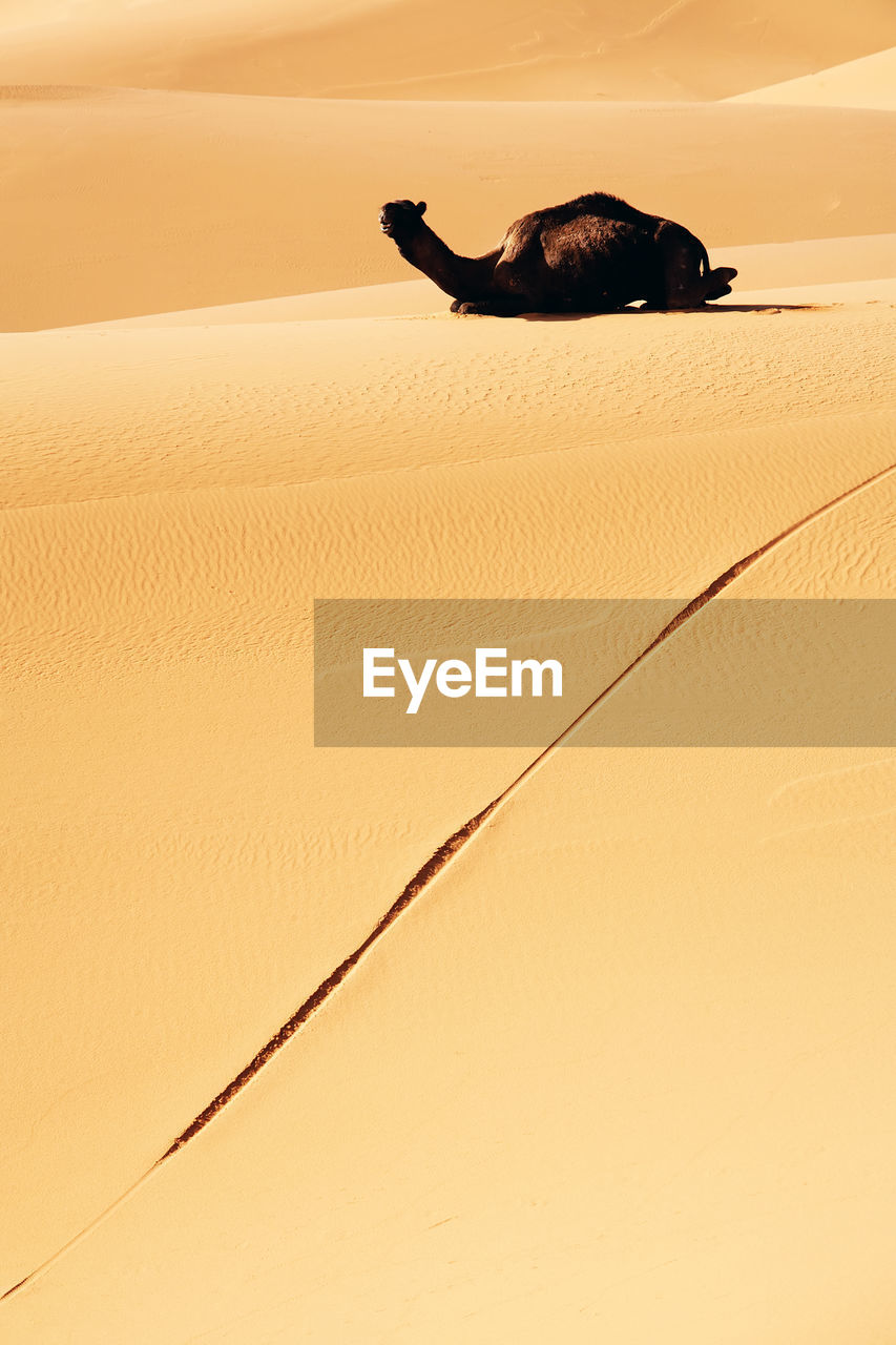 Camel sitting on desert