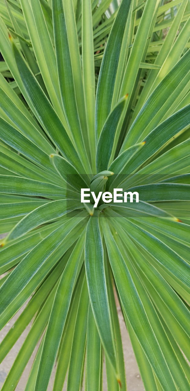 Full frame shot of palm leaves