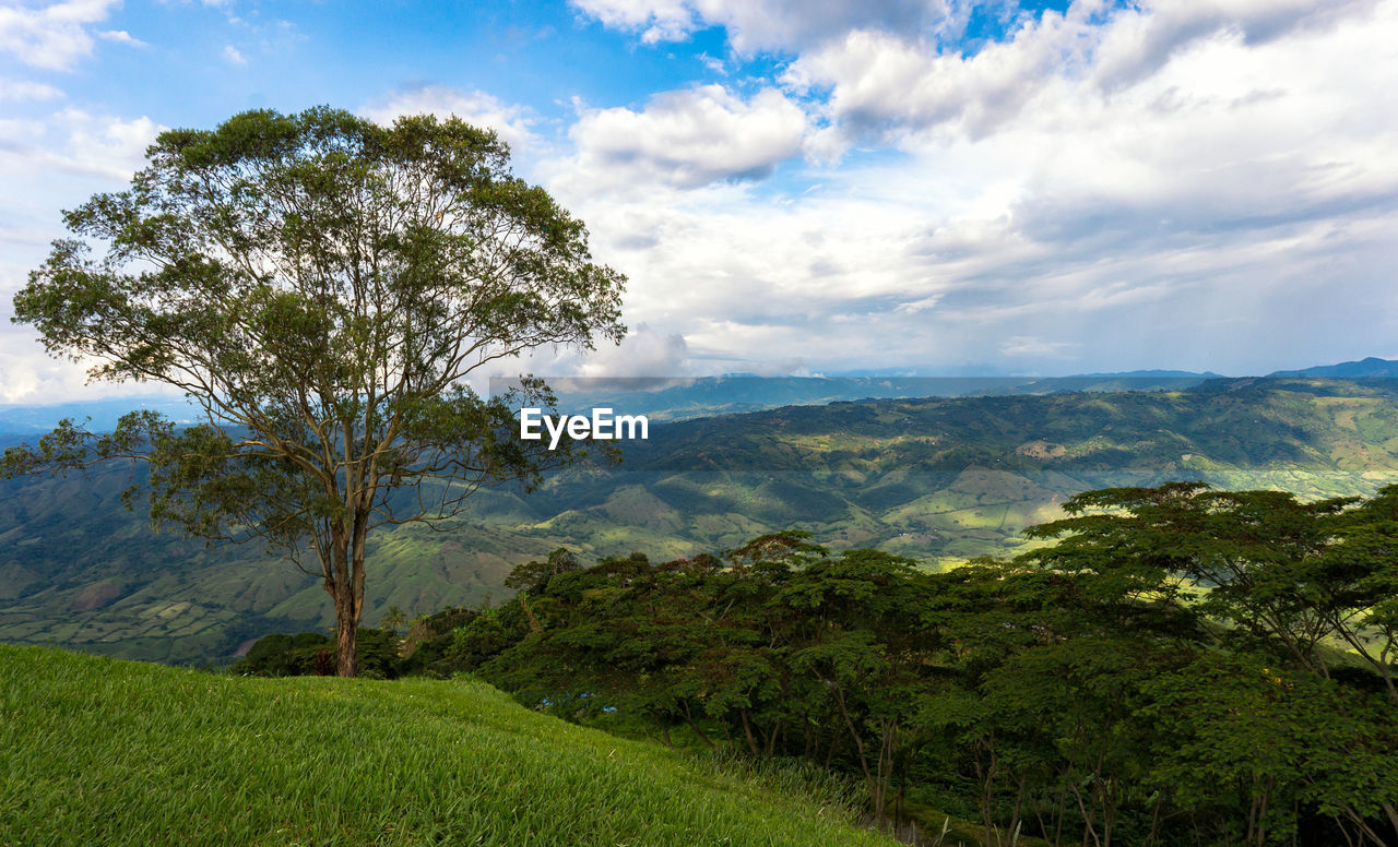 Coffee cultural landscape in belalcazar, caldas, colombia.