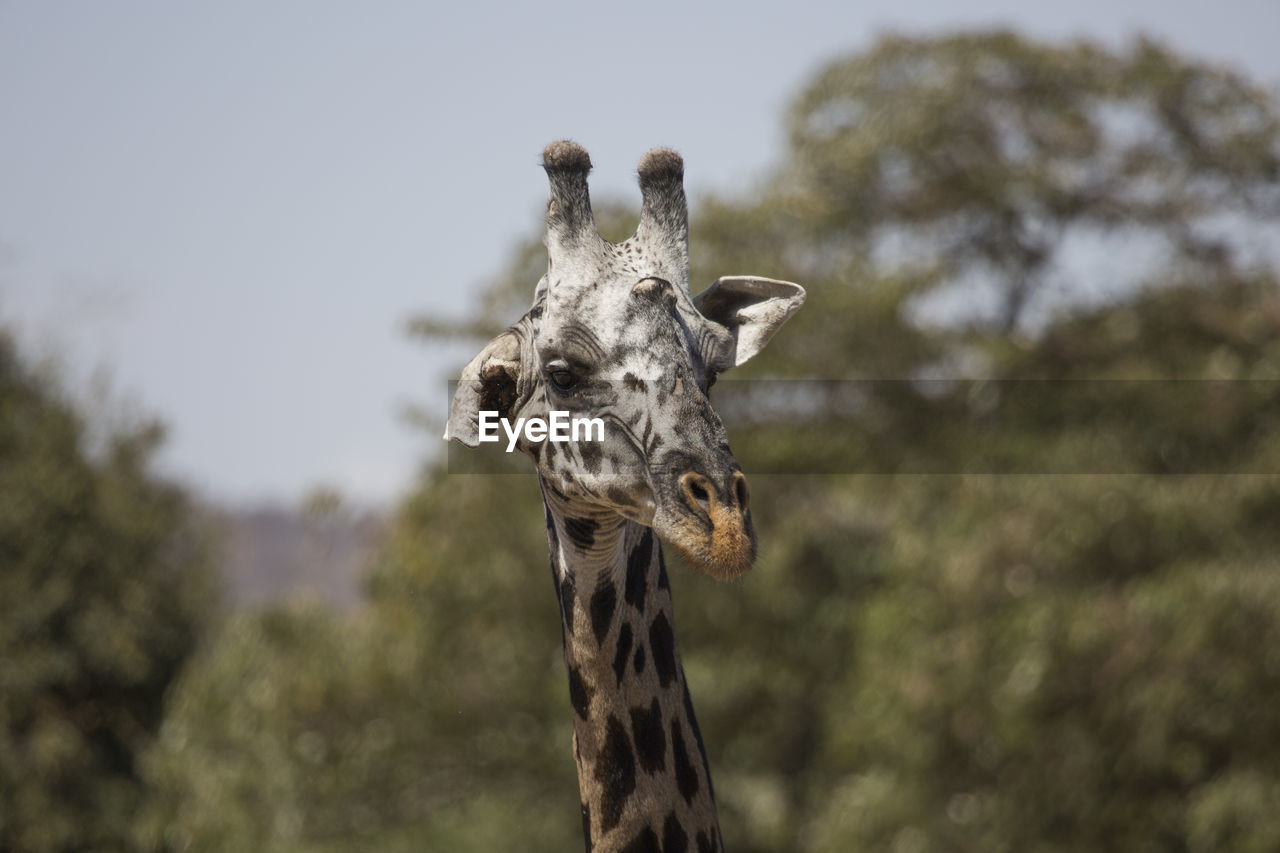 Head of giraffe is lookin funny with one hanging ear