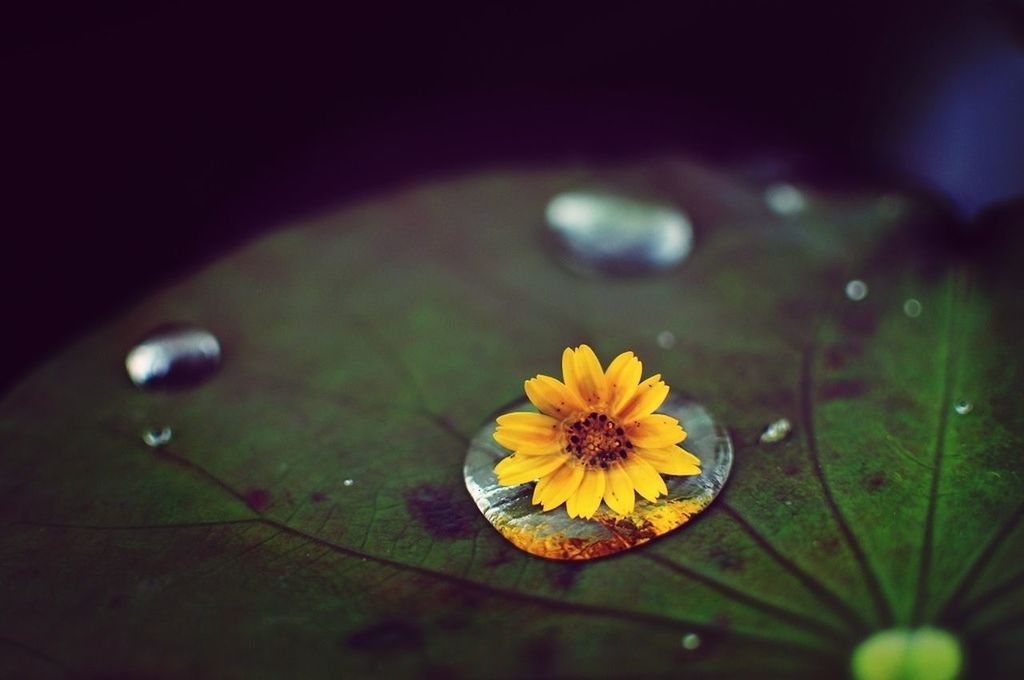 Yellow flower on lotus leaf