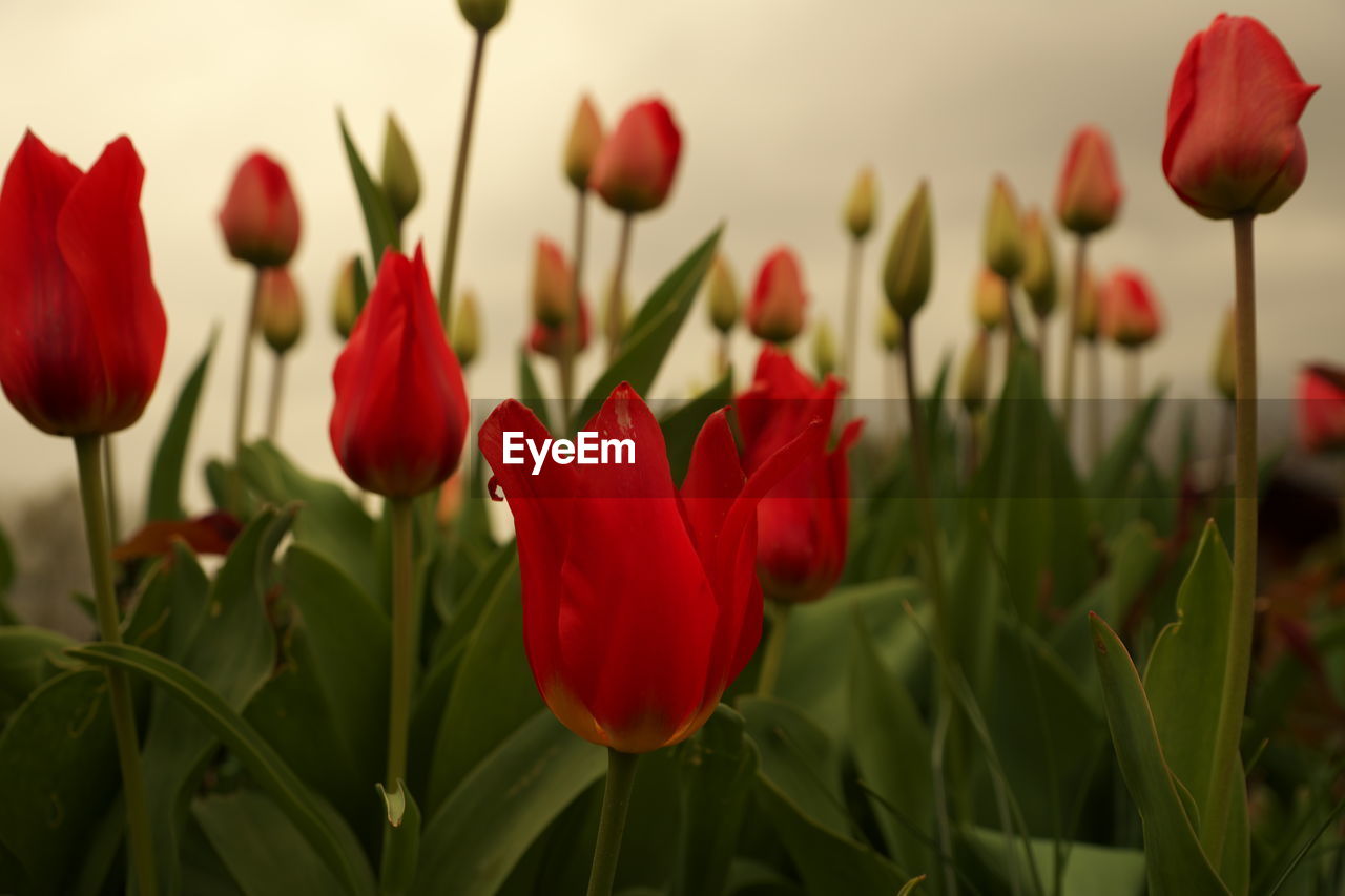 Close-up of red tulips in field