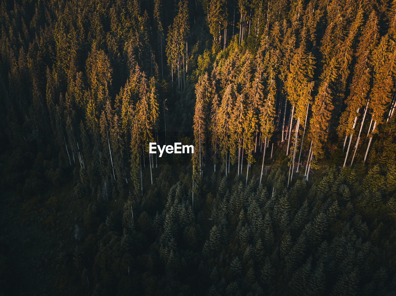 Aerial view of pine trees at sunrise