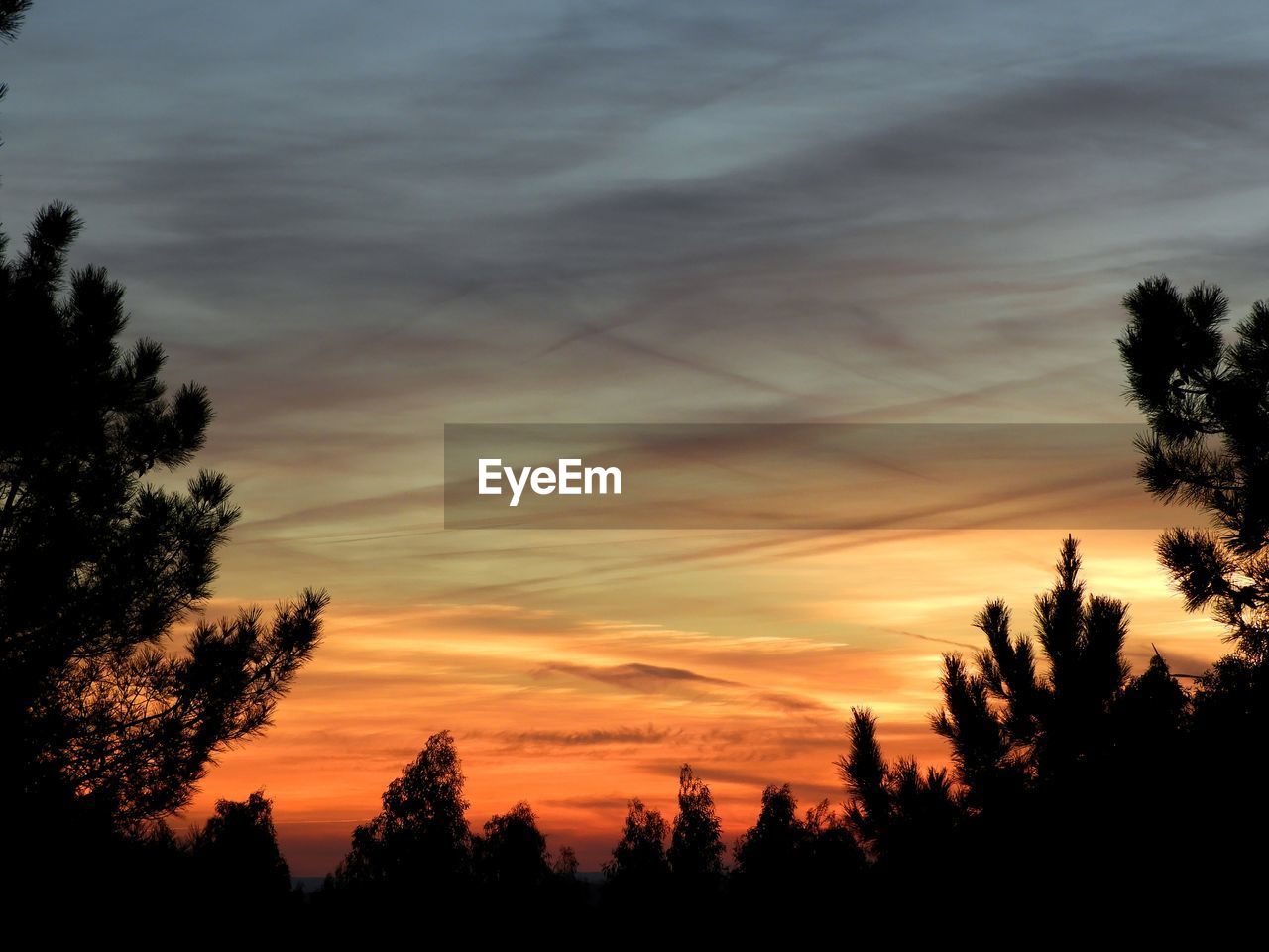 SILHOUETTE OF TREES AGAINST DRAMATIC SKY