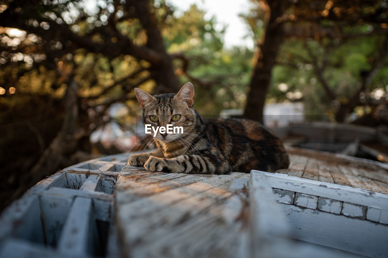 Portrait of cat relaxing on wooden boat