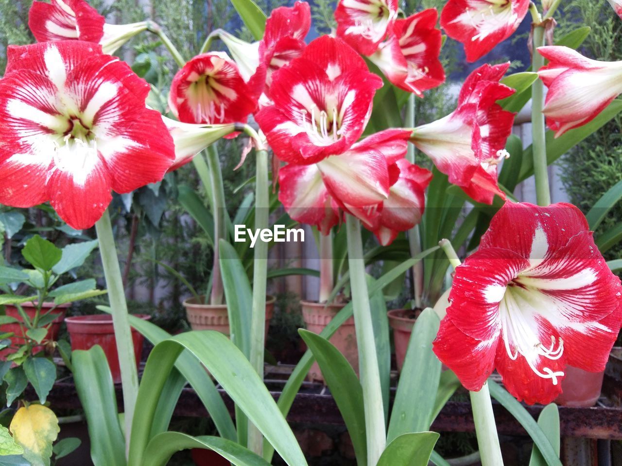 CLOSE-UP OF FRESH RED FLOWERS BLOOMING IN PLANT