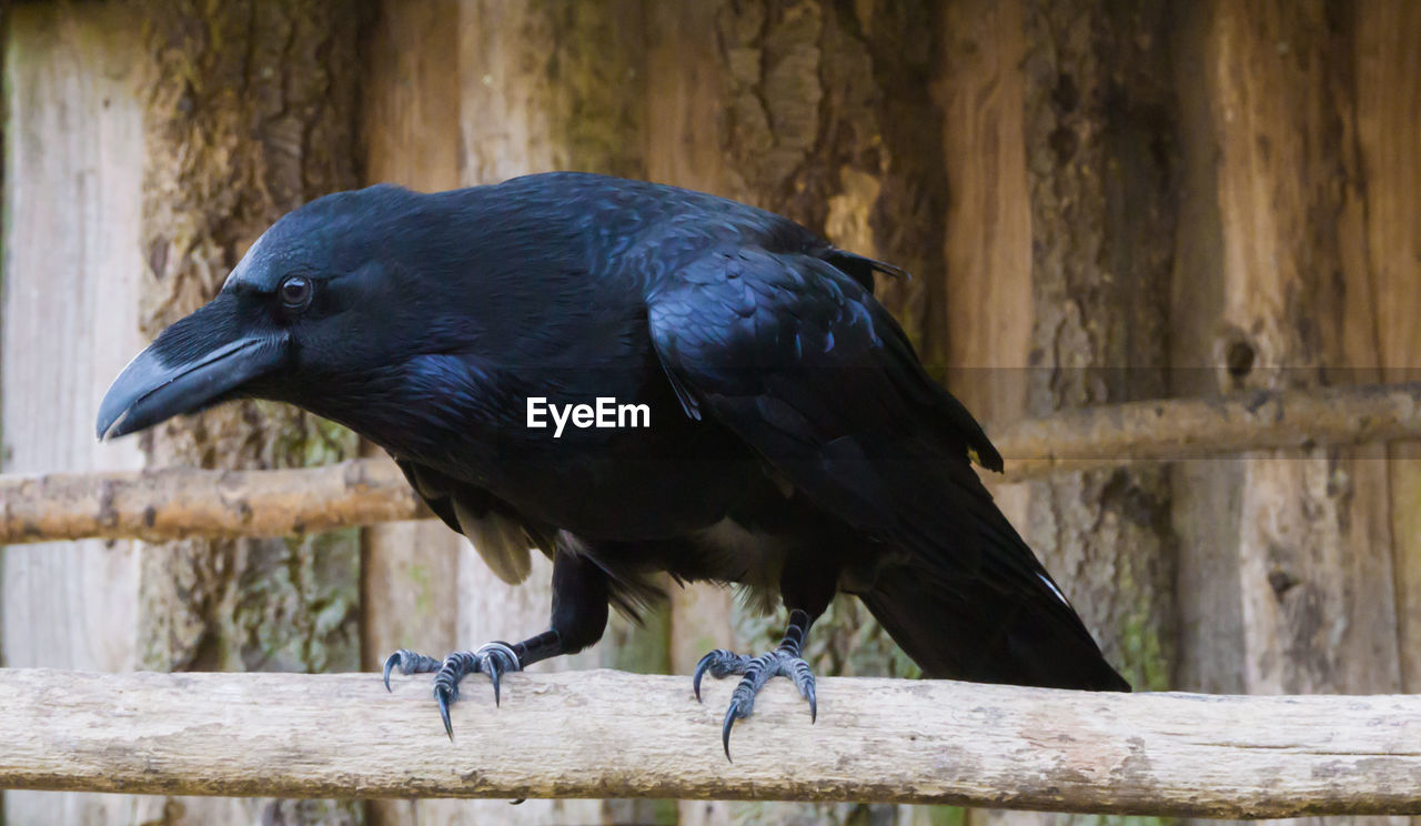 CLOSE-UP OF A BIRD