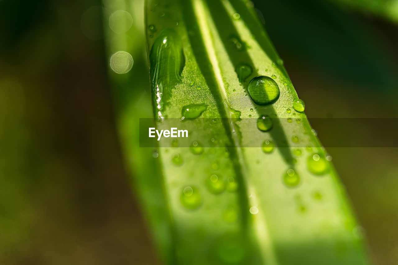 CLOSE-UP OF WATER DROPS ON GREEN LEAVES