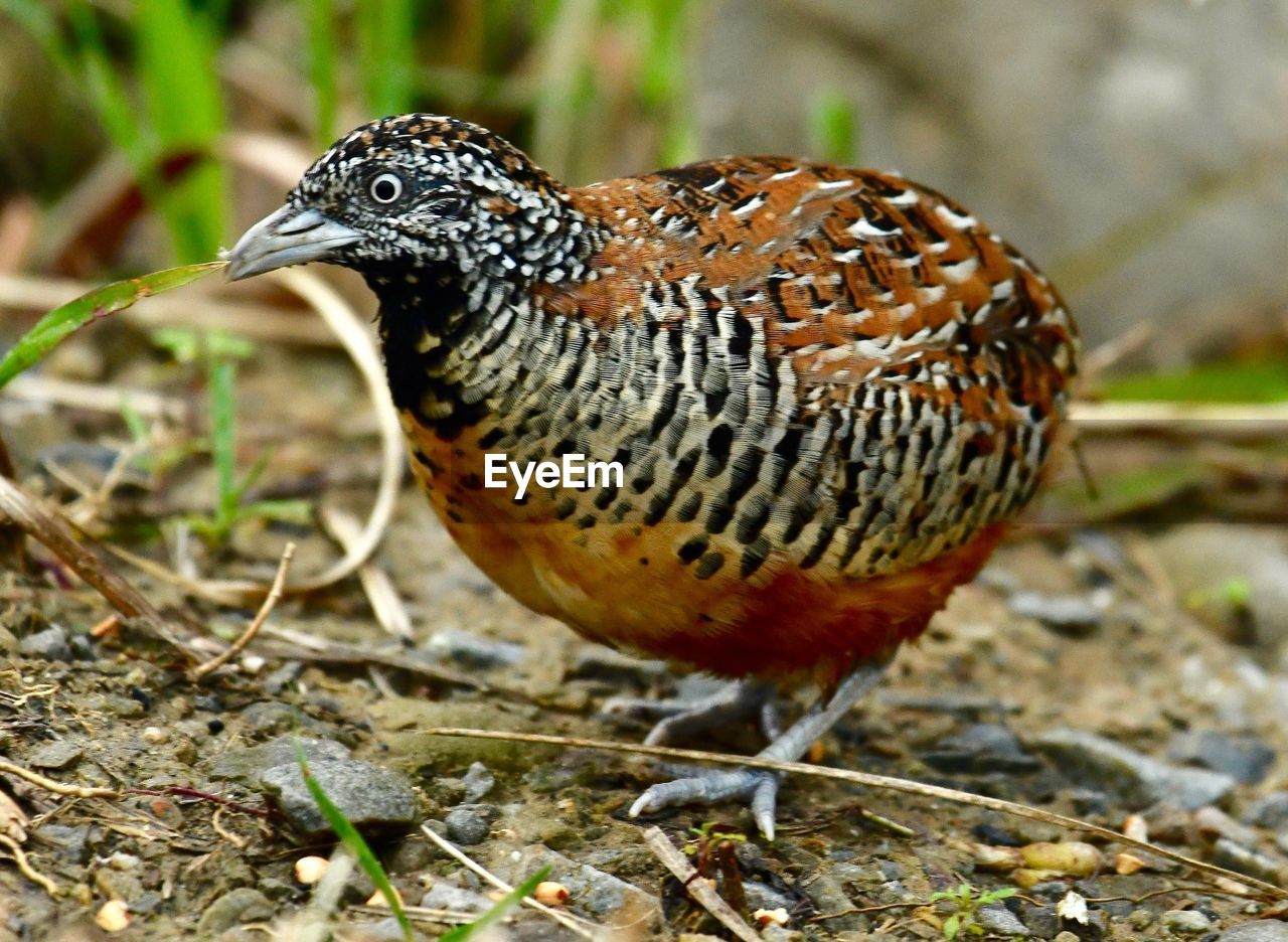 CLOSE-UP OF BIRD PERCHING ON A FIELD