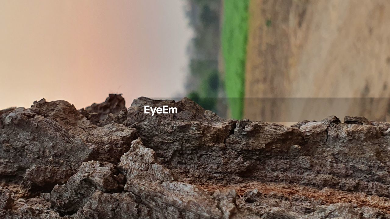 CLOSE-UP OF ROCKS AND TREE TRUNK