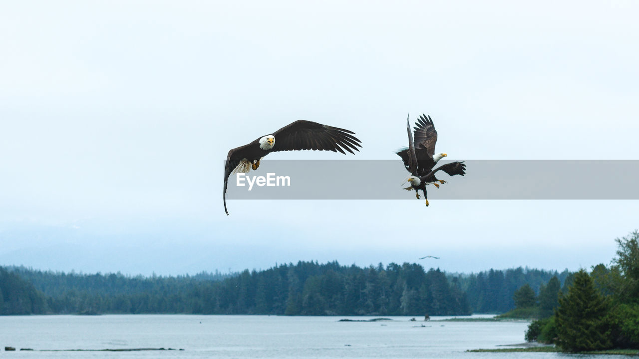 View of birds flying over lake