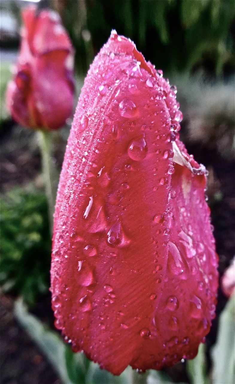 Close-up of water drops on pink tulip in park