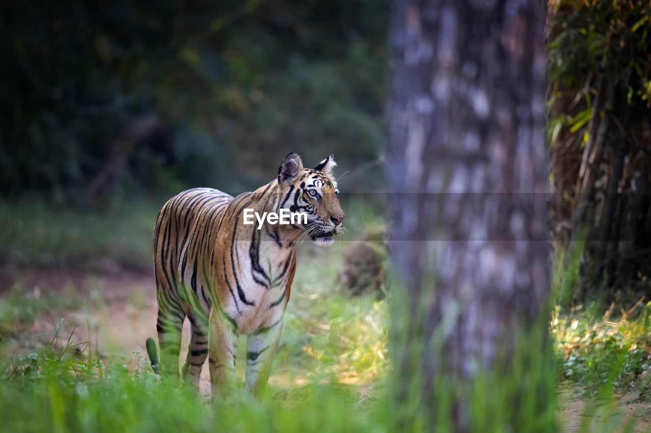 Tiger in forest