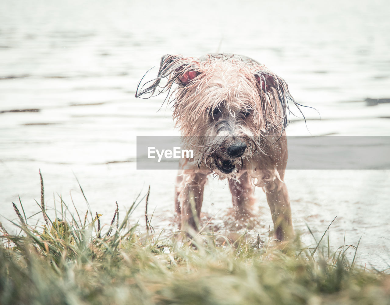 DOG ON A BEACH