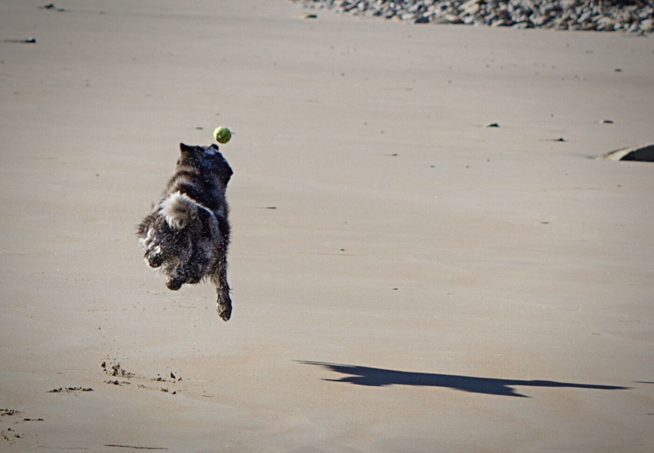 Dog catching ball at beach