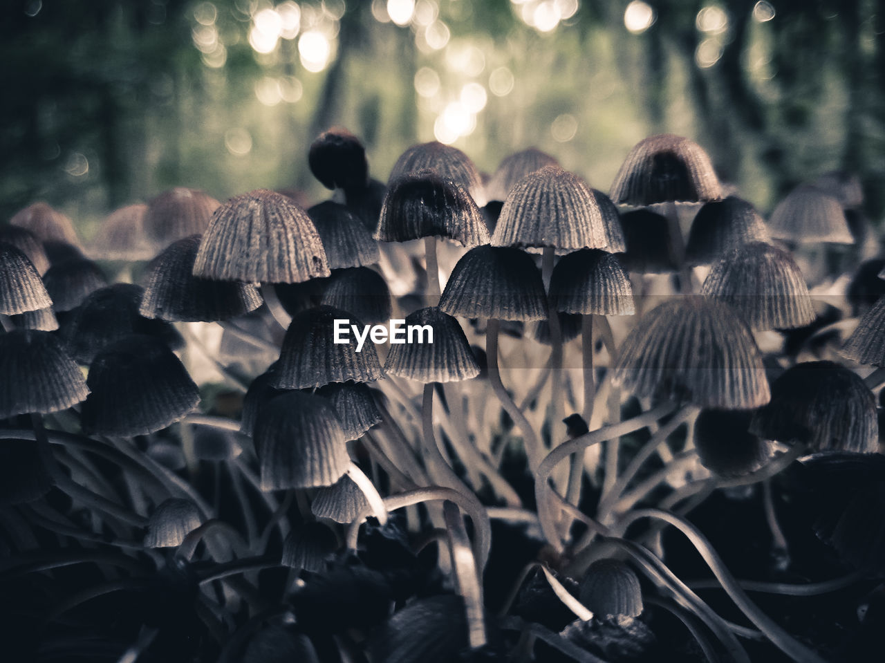 CLOSE-UP OF MUSHROOMS GROWING IN FOREST