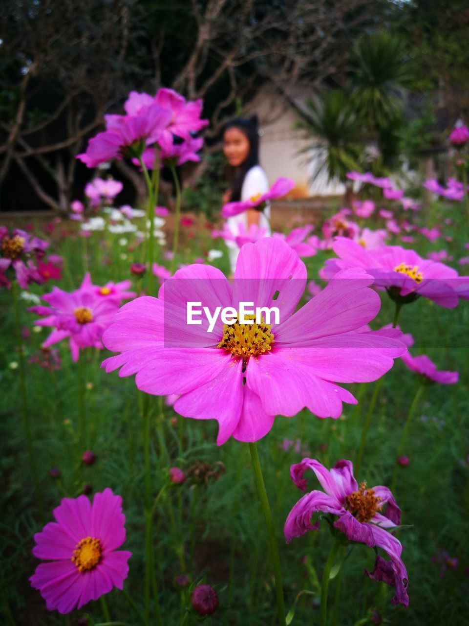 Close-up of pink flowers blooming outdoors