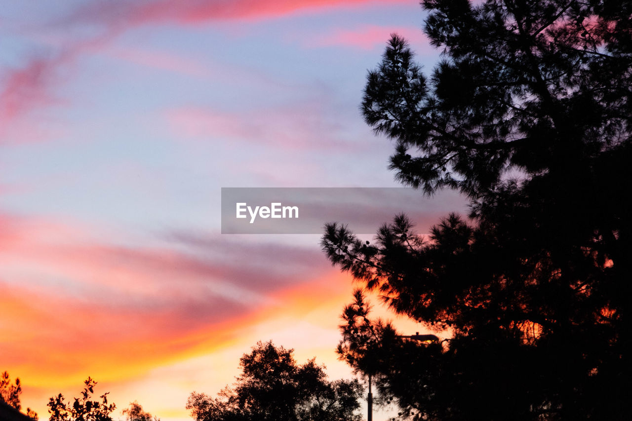 Low angle view of silhouette tree against sky during sunset