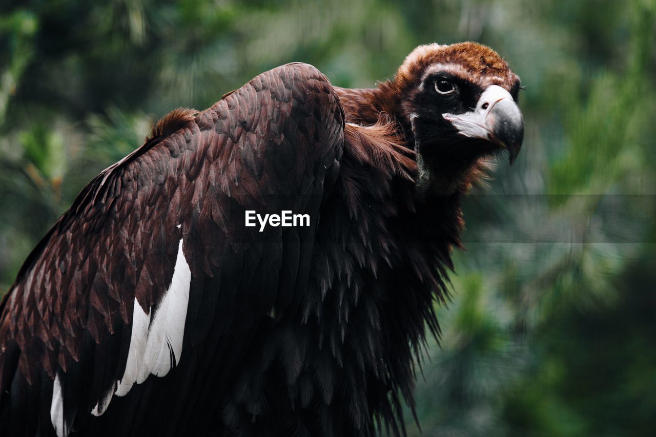 Close-up of vulture against blurred background