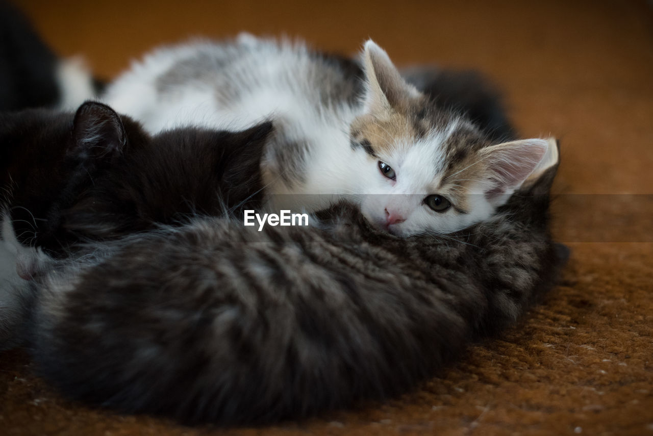 CLOSE-UP OF CAT SLEEPING ON FLOOR