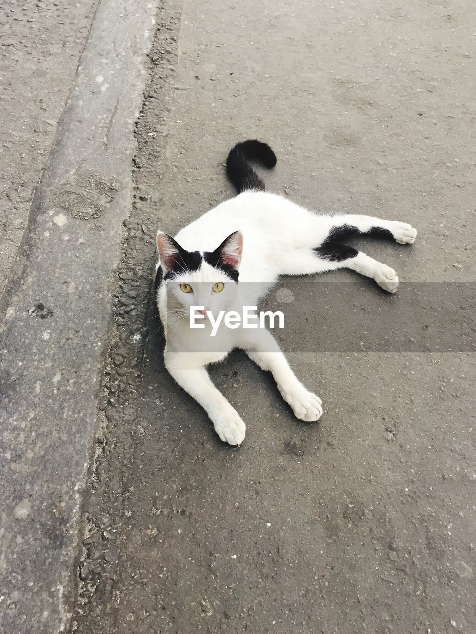 High angle portrait of cat sitting on road