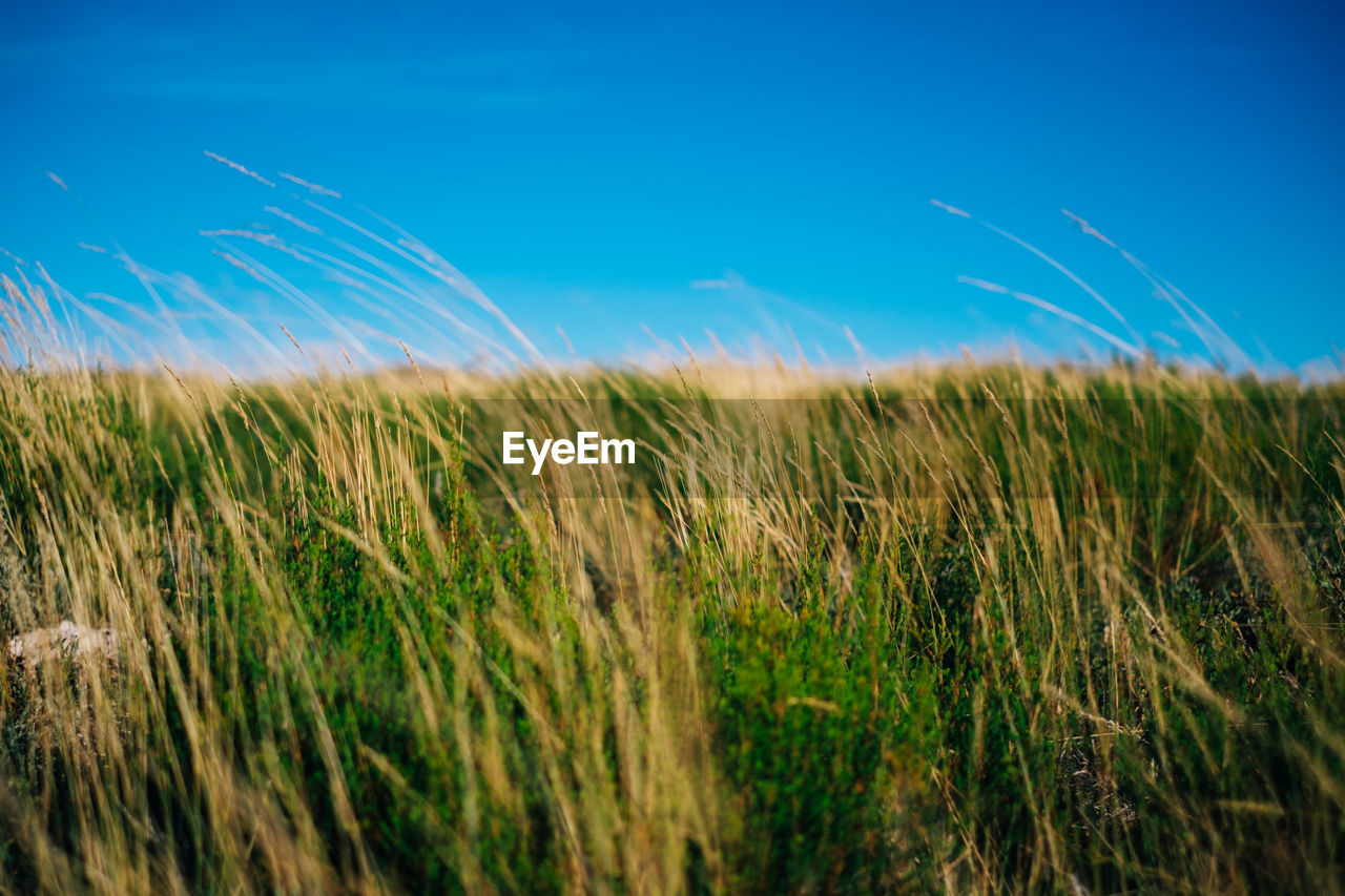 Scenic view of grassy field against blue sky on sunny day