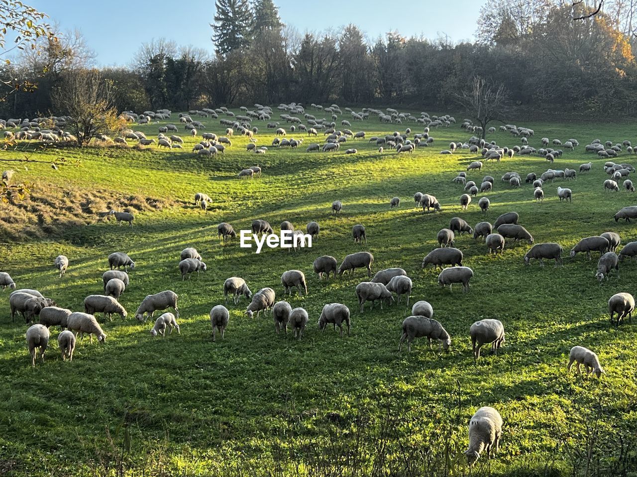 flock of sheep grazing in a field