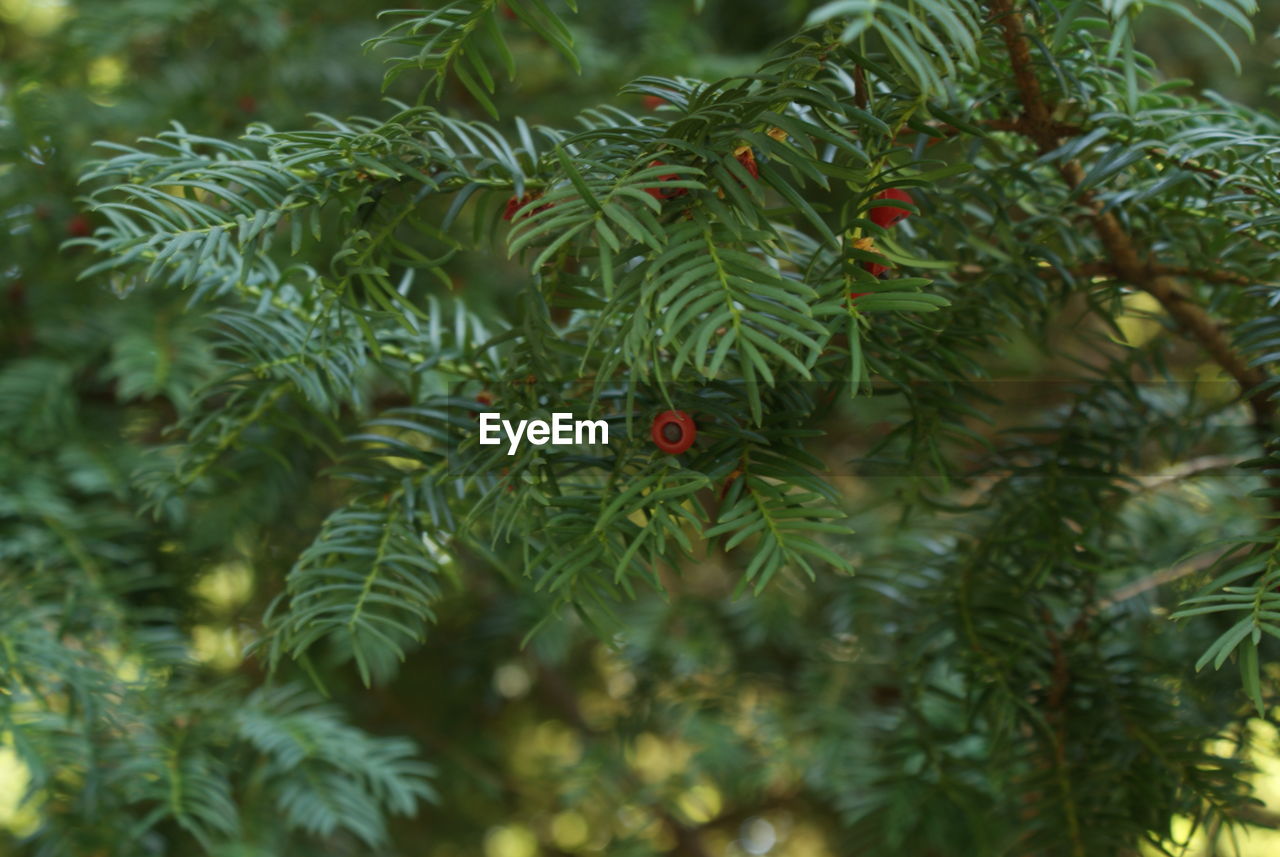 Close-up of yew tree with fruit