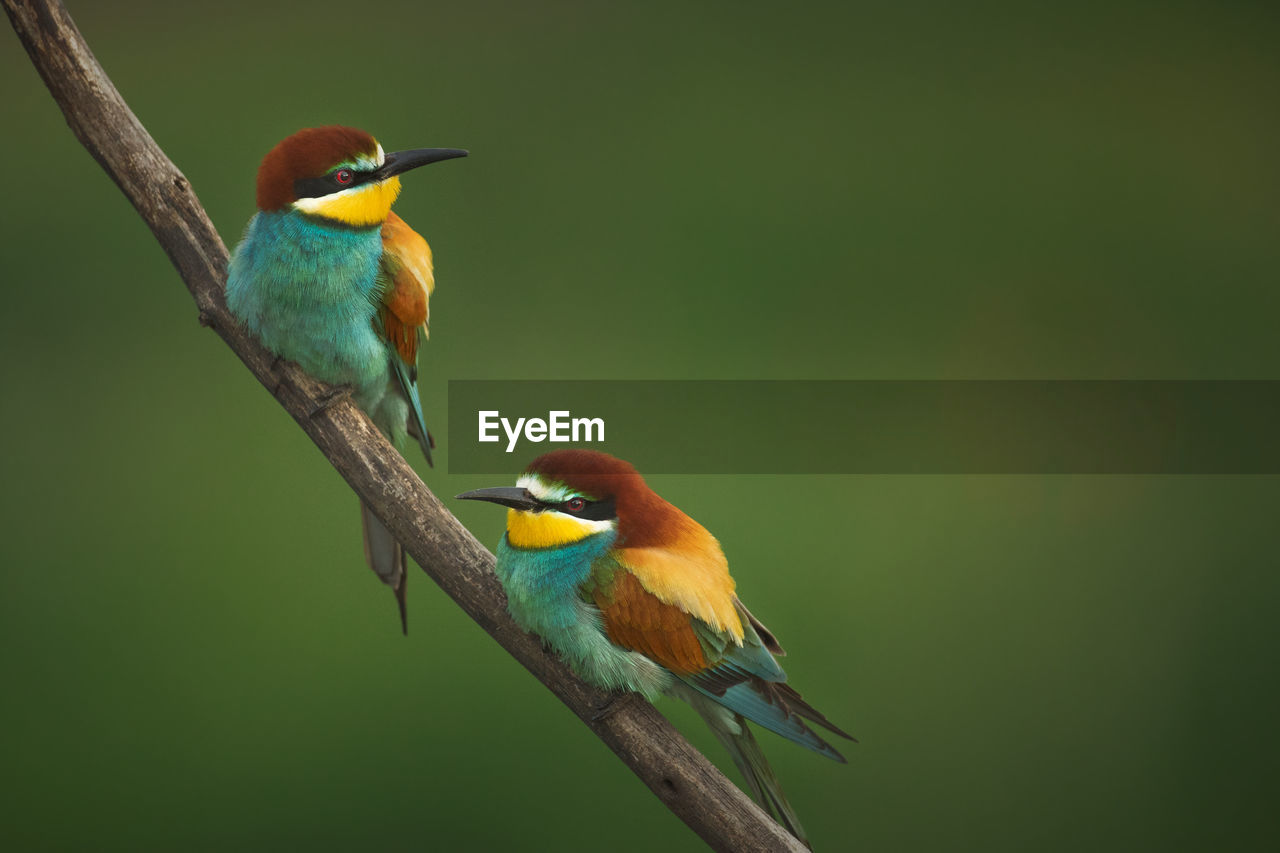 Close shots of bee eater birds in the wild.