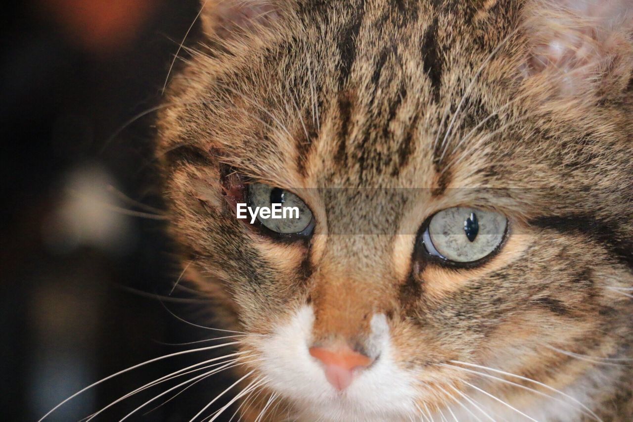 CLOSE-UP PORTRAIT OF CAT WITH EYES