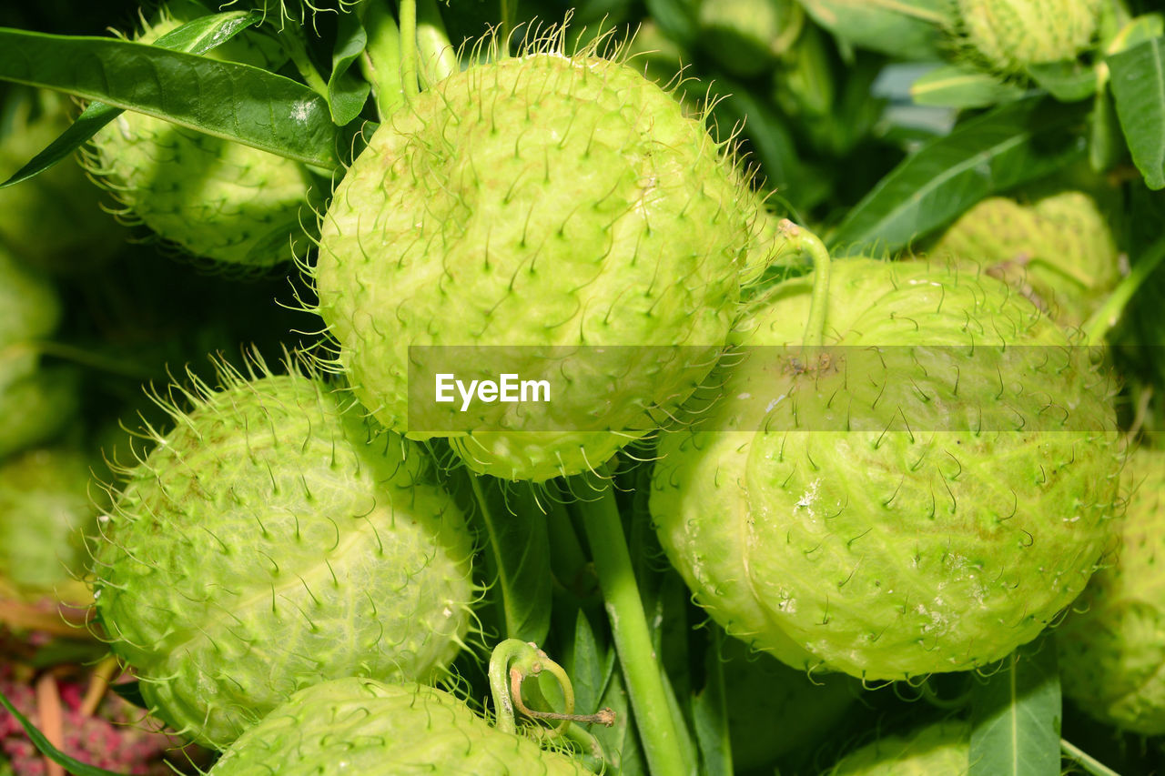 FULL FRAME SHOT OF FRESH GREEN FRUIT