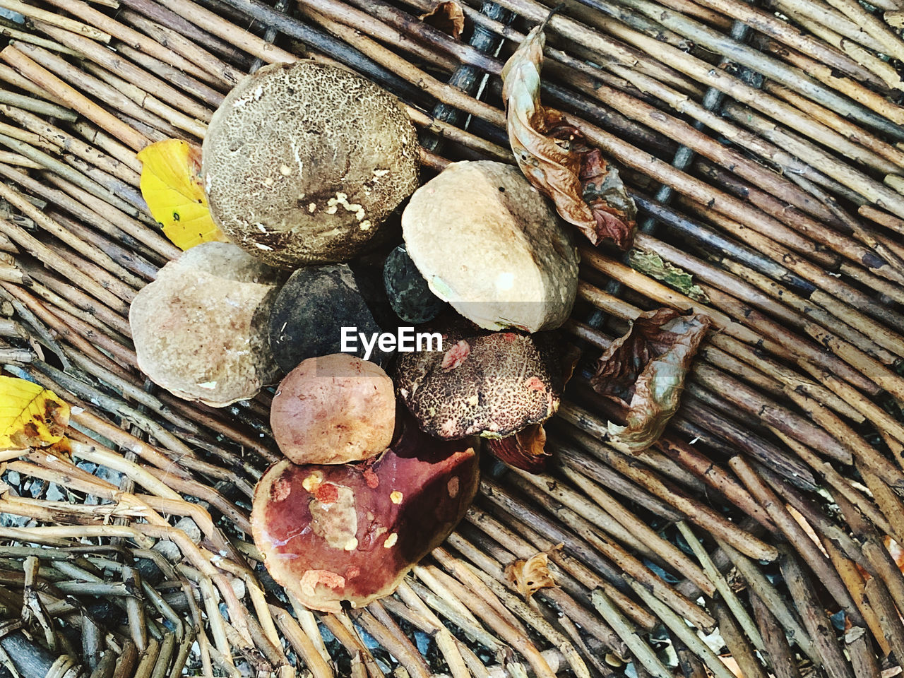 HIGH ANGLE VIEW OF SHELLS