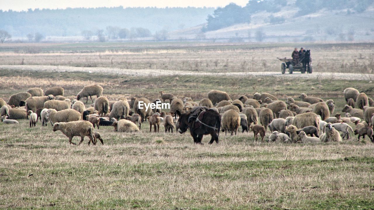 Flock of sheep grazing on field