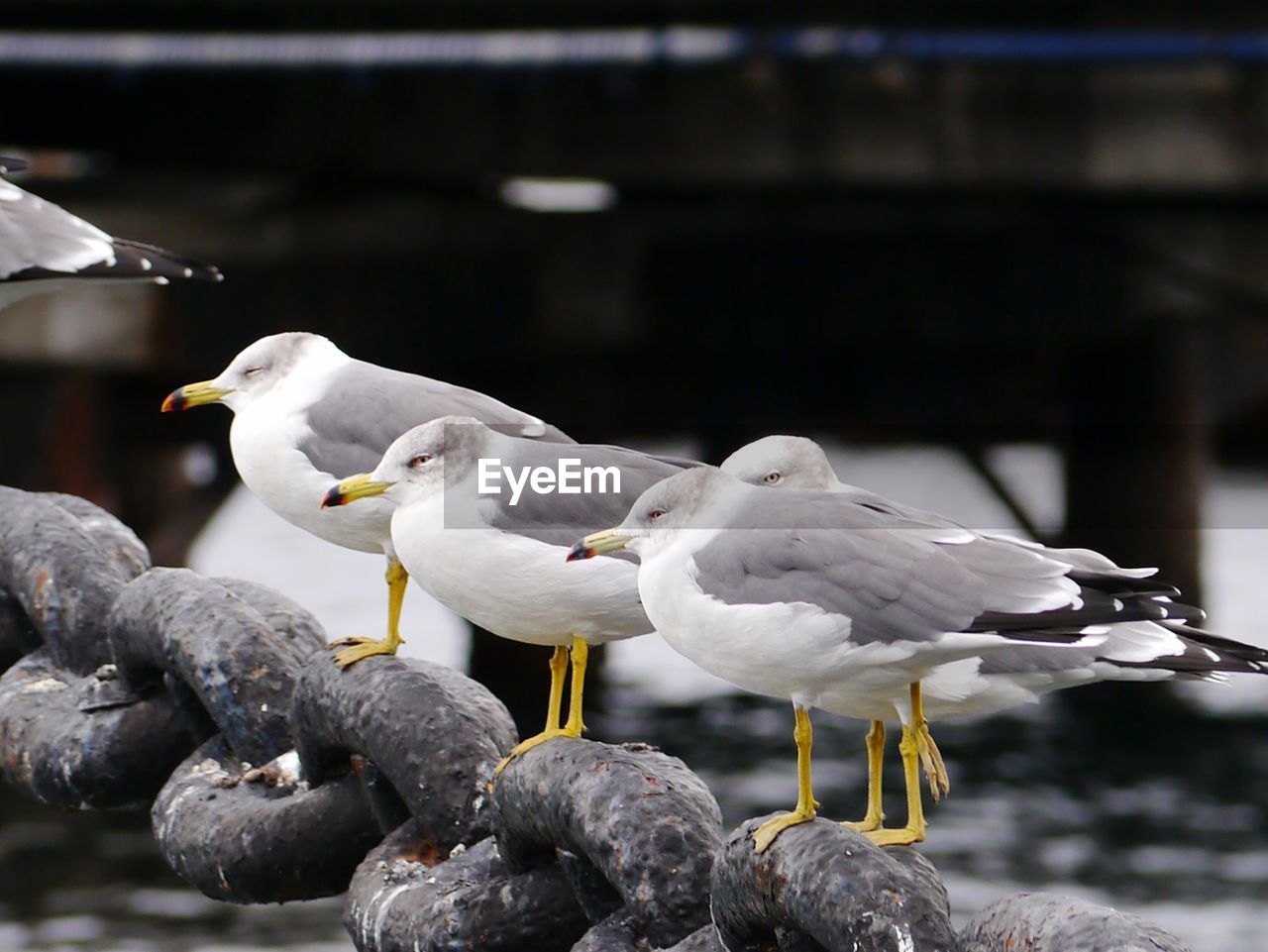 Seagulls perching on chain