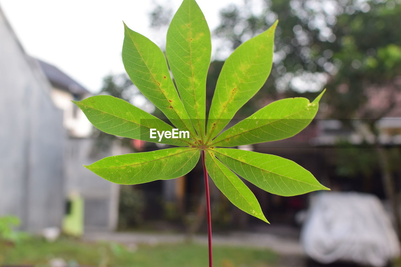 Close-up of green leaves